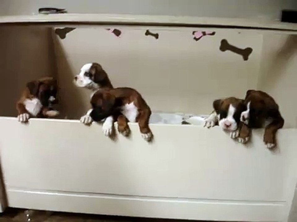 Boxer puppies