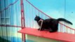 Cat jumps off the Golden Gate Bridge!