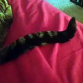 Tape on friends cats tail