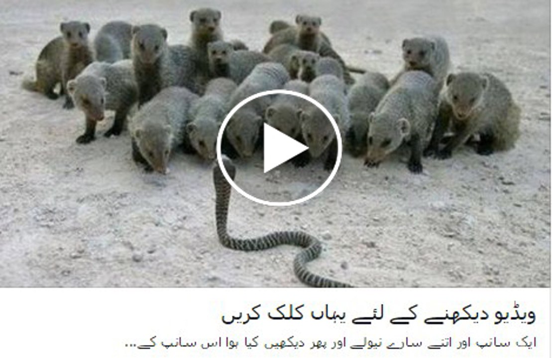 nevala and snake fight
