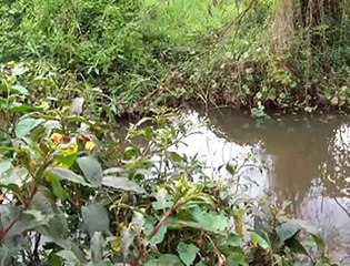 Jornal local: Esgoto sobradinho