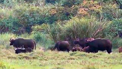 Gaur , Bo tot Nam Cat Tien