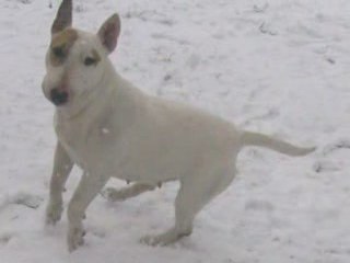 BULL TERRIER ROTTWEILER ELEVAGE (Le paradis)