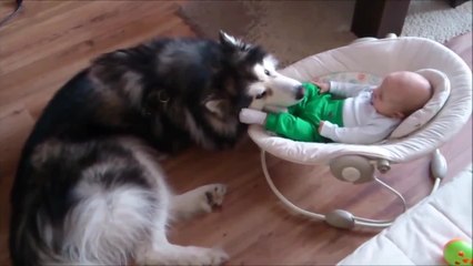 Alaskan Malamute watches over 4-month-old baby