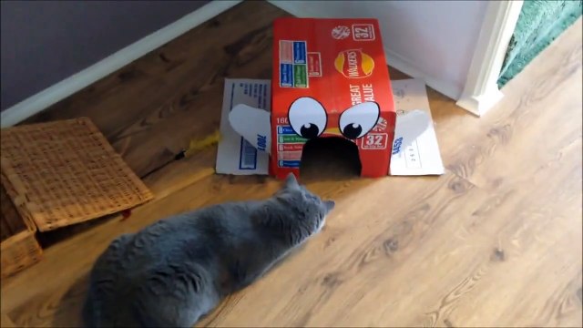 Coconut. Blue British Shorthair (20 months). Magic trick, cat turns into an elephant.