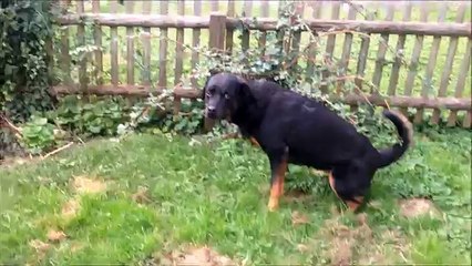 Rottweiler acting crazy because of a small dog