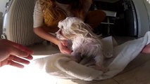 Toy The Maltese shaking in Slow Motion, GOPRO HD2 120FPS