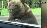 Oso asusta a pasajeros mientras intenta subir a su vehículo a la fuerza