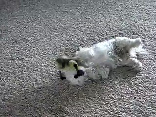 canada goose attacking the dog funny