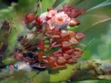 En Costa Rica científicos descubren una de las orquídeas más pequeñas de la región