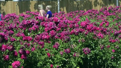 Tải video: Temperatures soar in Berlin as heatwave sweeps Europe