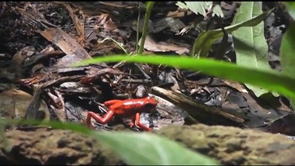 Cambio climático amenaza la fauna de nuestro país