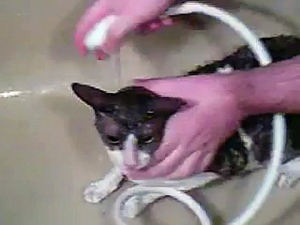 Cornish rex cat having a bath and saying ''I'M Wet!!!''Funny