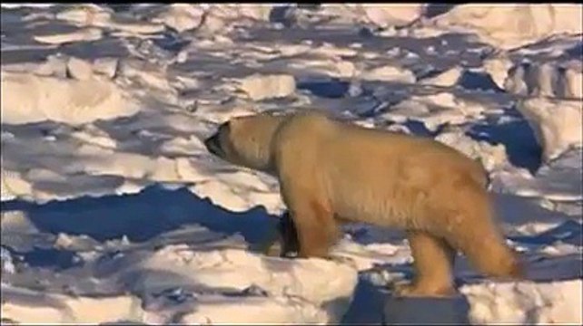 Sunrise Earth - Polar Bears (Clip 2)