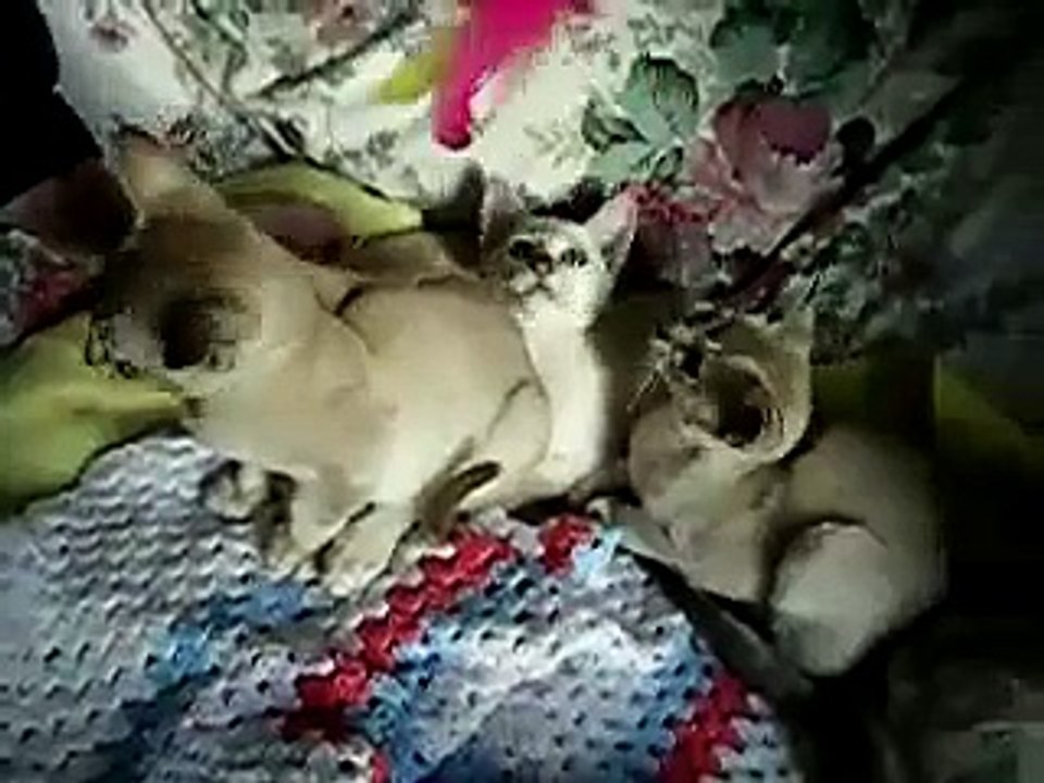 tonkinese kittens