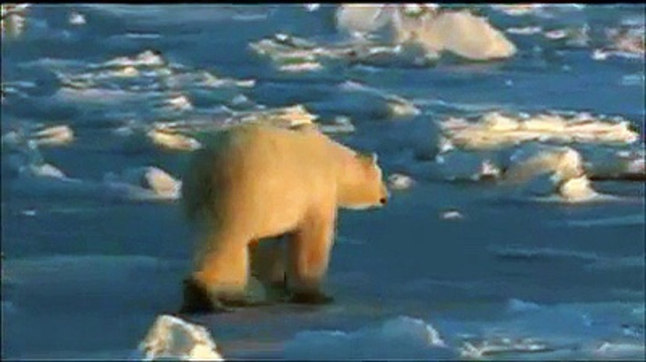 Sunrise Earth - Polar Bears (Clip 1)