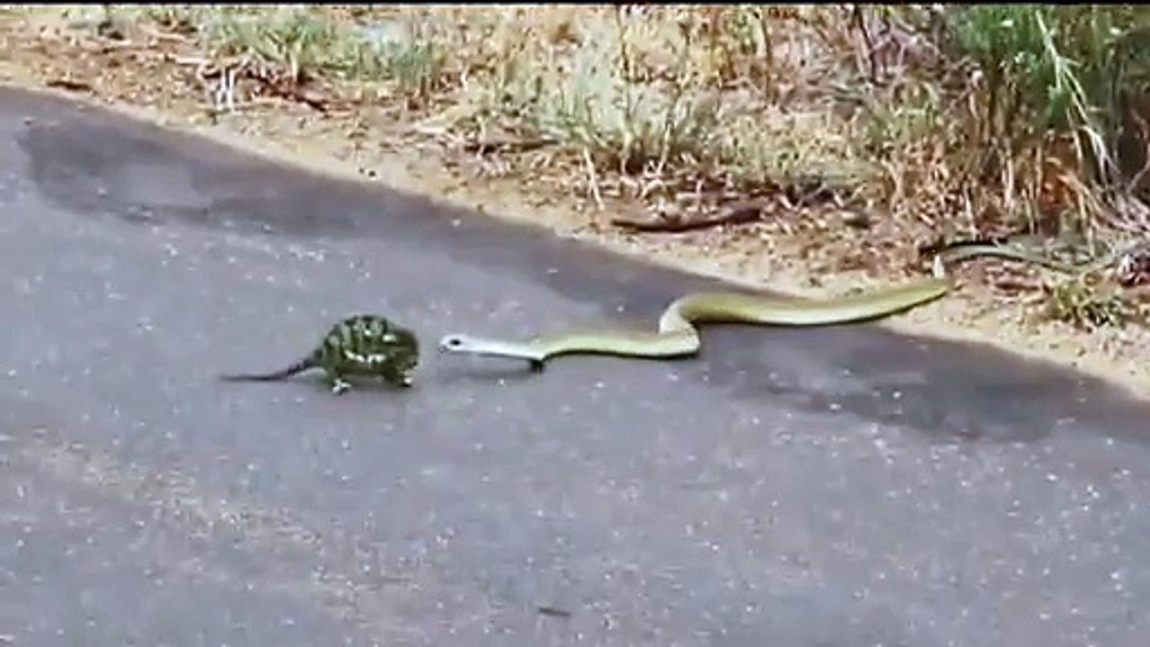 OMG!! Snake devours Chameleon