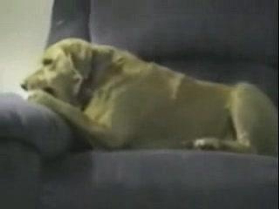 lechienlepluscon