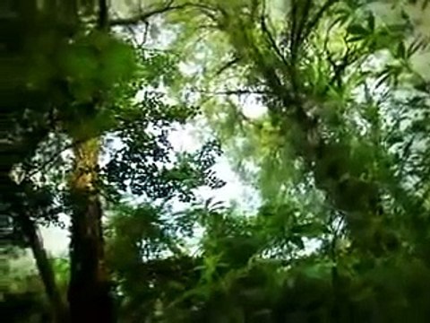 Minuscule dragonflys bully other insects 3.mp4