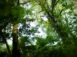 Minuscule dragonflys bully other insects 3.mp4