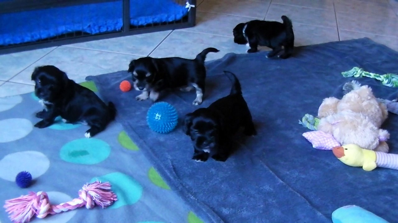 Elevage des douceurs d'Izzy