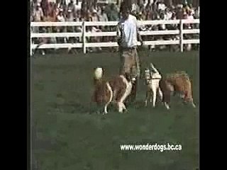 Most Amazing Dog Trick Ever! World Famous Dog Trainer Ben Kersen