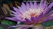 Foxfire Waterlily - 2010 Amazing Plant, Hybridizer Craig Presnell