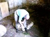 Sheep shearing by hand, the oldfashioned way