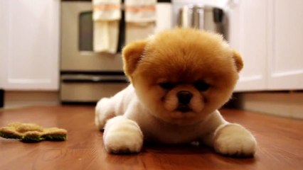 Boo der süßeste Hund der Welt ist müde