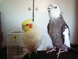 Cockatiel Singing After Shower