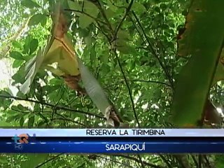 Varias especies de murciélagos se esconden bajo las hojas durante el día