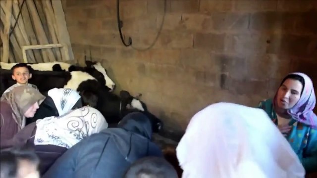 Morocco: two-headed calf Sana Saida born in Sefrou / Veau a 2 tetes est ne au Maroc. Dec 2013