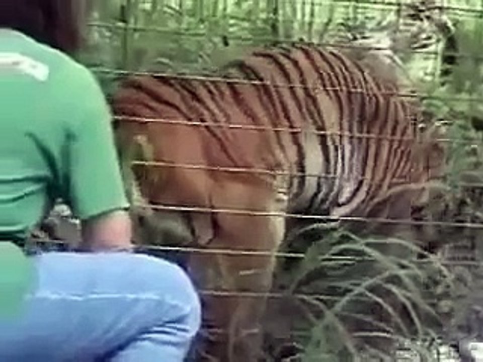 Operant Conditioning With Nala the Tiger