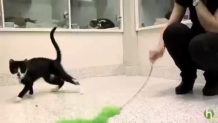 Cat kitten train gently tips How a training to to play