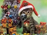 Cute Kittens, Kitten, Cats Christmas Christmas Cute Christmas