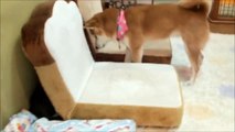 that to and Inu play 遊びたくて探り合う柴犬と子猫　Shiba toget want kittens