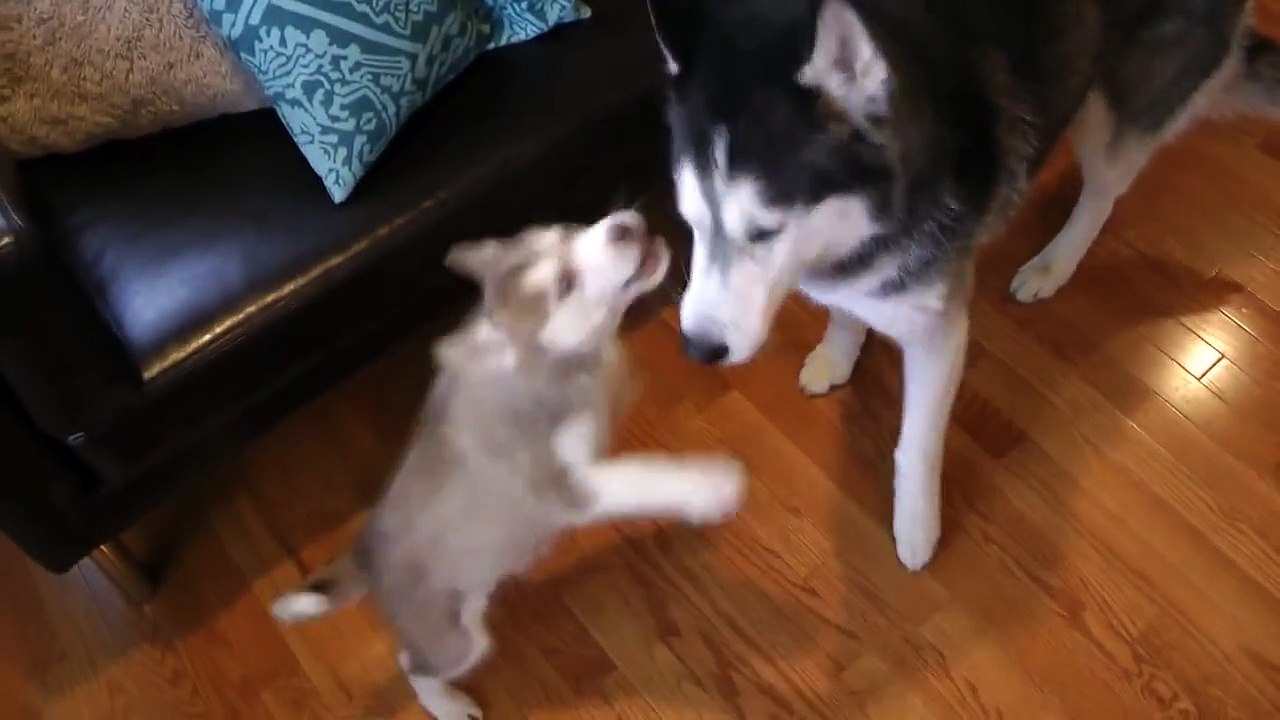 Mishka the Talking Husky, Laika the Husky, and Moki!