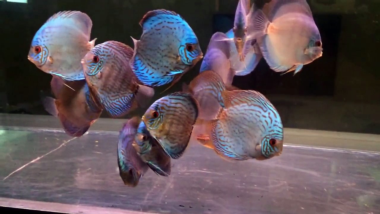 Blue Cobalt, Brilliant Spotted Green, Straight line Blue