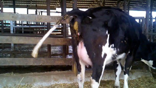 Cow pooping - video dailymotion