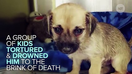 Puppy Who Was Tortured & Almost Drowned Given A Happy Ending