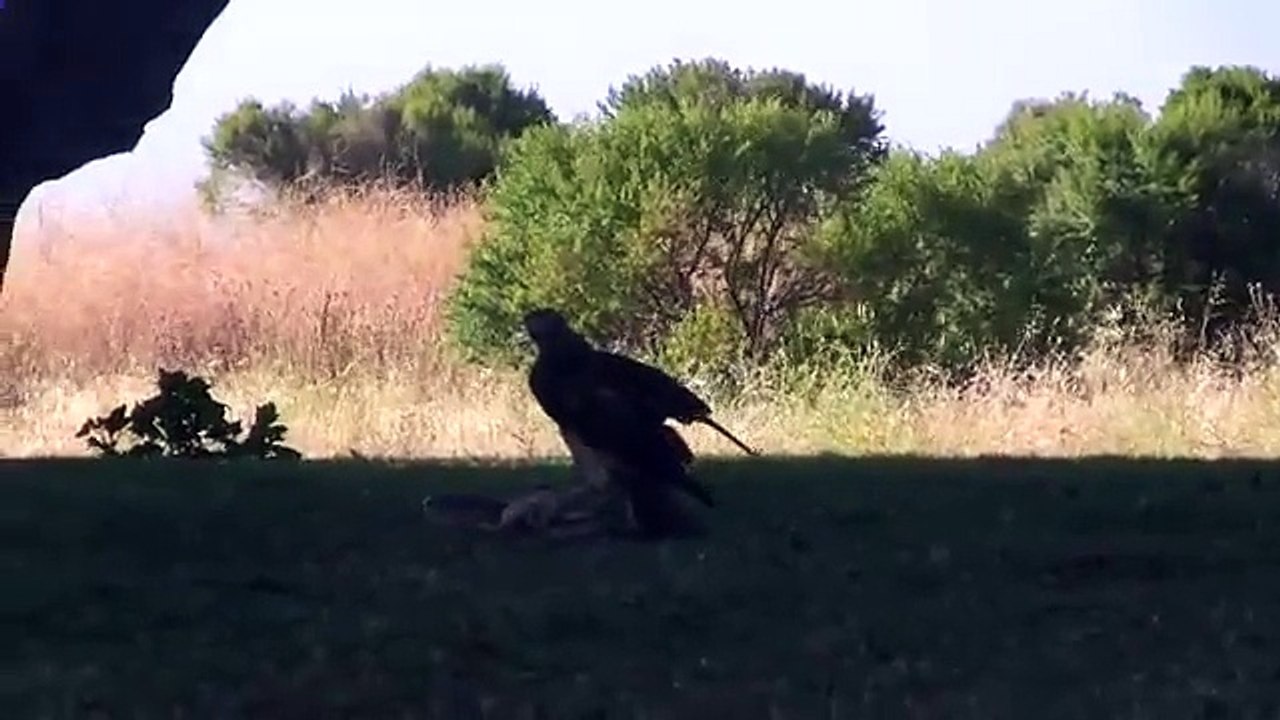 Eagle Vs Snake Fight 2