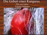 Die Geburt eines Kangurus  Tiere Animals Natur SelMcKenzie Selzer-McKenzie