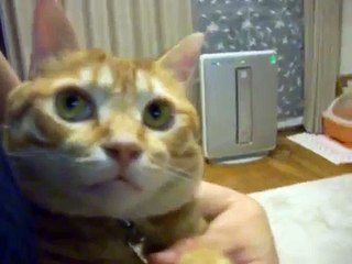 おこられる猫  　Scolded cat