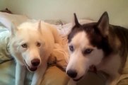 Kaiser and Kira Arguing - Siberian huskies argue