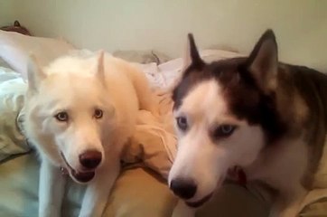 Kaiser and Kira Arguing - Siberian huskies argue