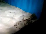 Birch Aquarium :: Shovel Nosed Guitar Fish
