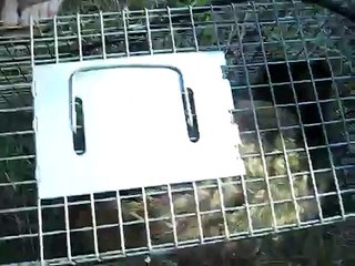 Raccoon Trapped at Casualties!  "With Rabies!!!!!!"