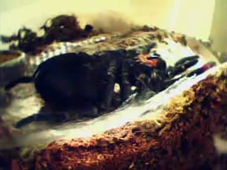 Brazilian Black Tarantula Molting