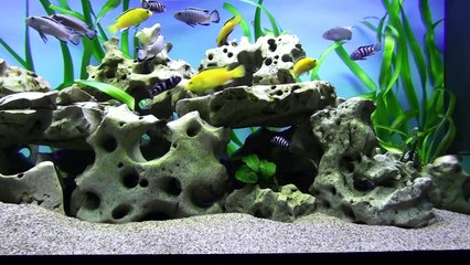 Malawi aquarium