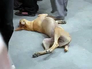 A Dog Sleeping Smartly